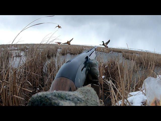 Duck hunting in the snow,Mallard Duck Hunting