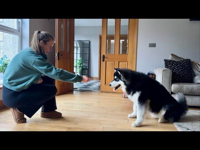 How To Train Your Puppy! Can't Teach An Old Dog New Tricks??