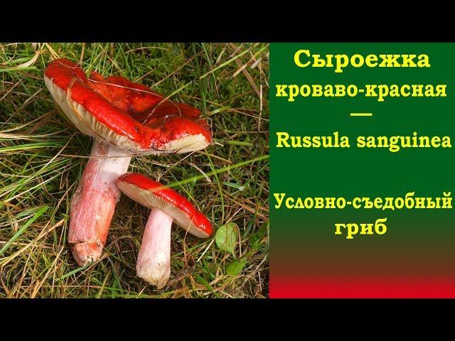 Сыроежка кроваво-красная - Russula sanguinea - условно-съедобный гриб.