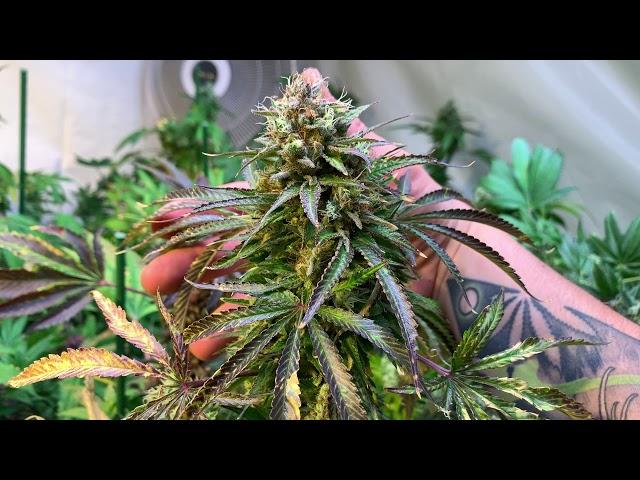 Harvest Garden Tour June 2019 School of Hard Nugs