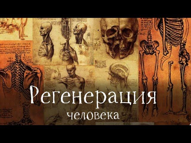 Регенерация: как научить свое тело заживлять быстрее и лучше