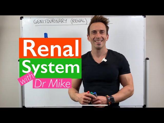 Renal System - Overview