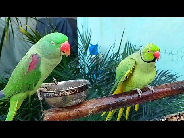 Amazing Talking Ringneck Parrot Video