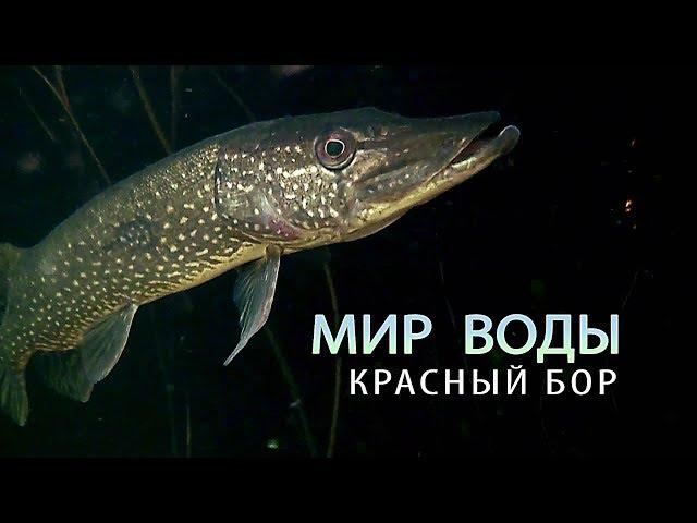 Красный Бор. Мир воды. Фильм