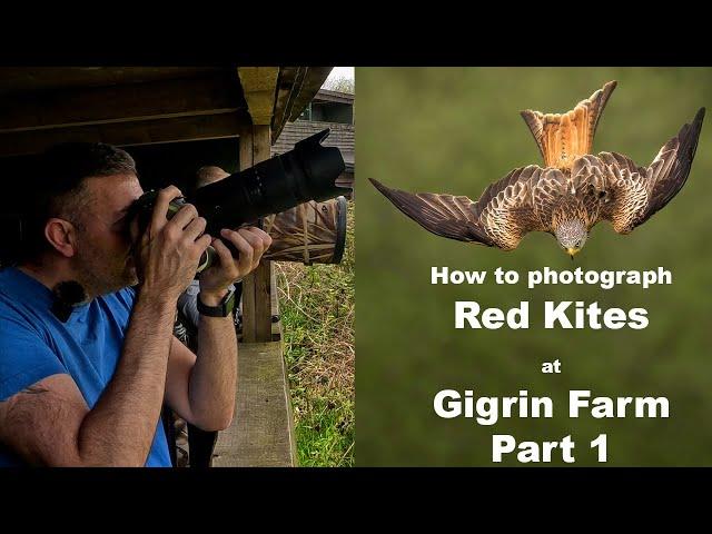 How to photograph Red Kites at Gigrin Farm Part 1