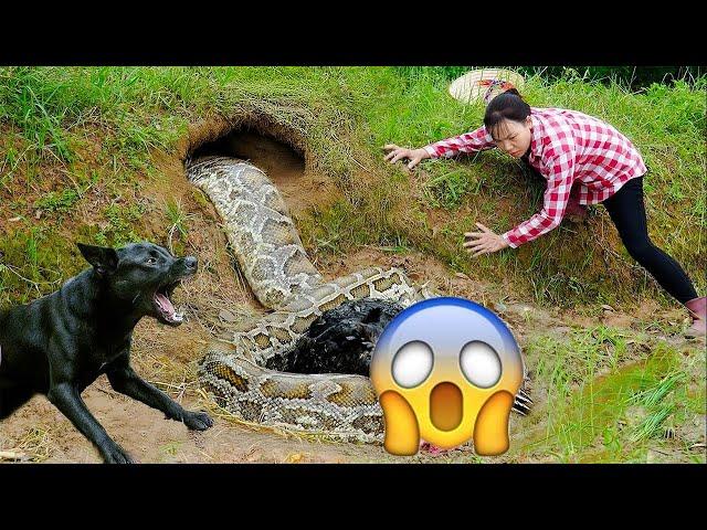 Harvesting Malabar Spinach & Goes to Market Sell | Big Python Broke into the Turkey Farm