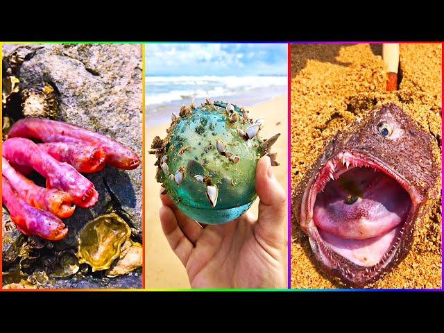 Catching Seafood  ASMR Relaxing (Catch Shark, Fish, Deep Sea Monster) #869