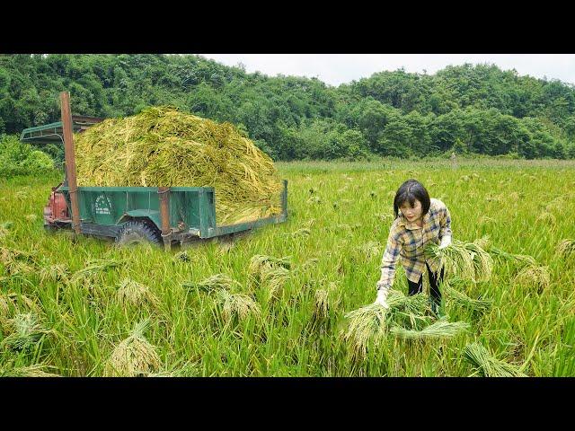 Harvesting Rice For Sell, Farm Animals Care - Ngan's Daily Life Farm Alone | Cương Ngân