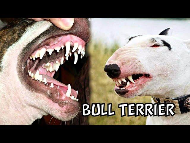 Bull Terriers: 7 Things You Need to Know Before Getting One