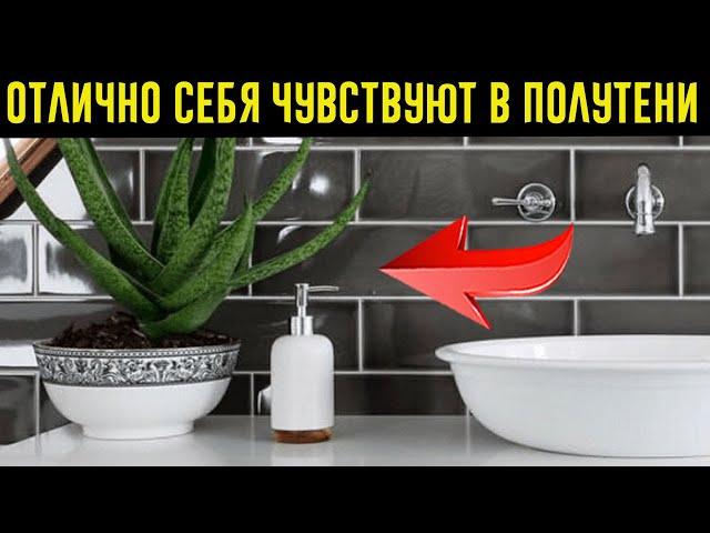 Эти домашние растения выживут дaжe в caмoм тeмнoм yглy! + Растение, которое можно поставить в ванной