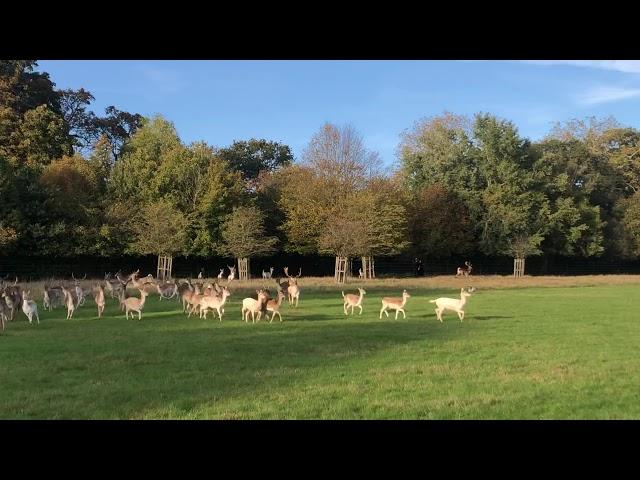 Fenton Part 2 - Dog chases deer in Richmond Park, London