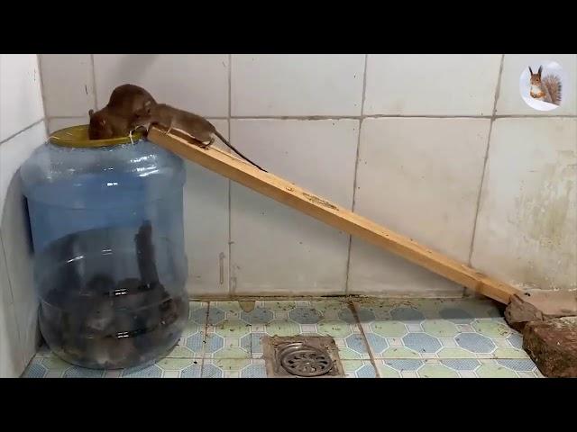 Plastic box trap, how to make a mouse trap. Plastik sichqon uchun qopqon. Пластиковые капкан для мыш