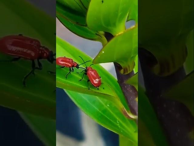 Red Lily Beetle