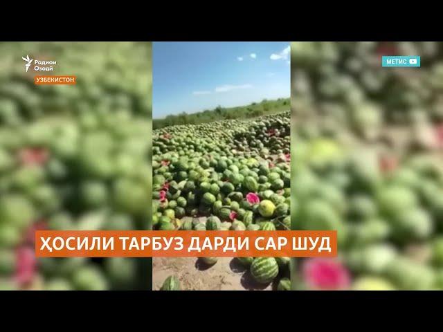 Дар Узбекистон ҳосили тарбуз дарди сар шуд