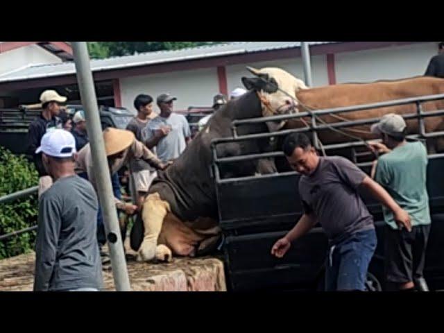 KUMPULAN SAPI NGAMUK GALAK NGAMUK WARUNG MASUK GALIAN 