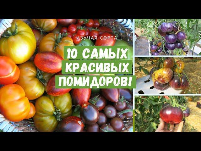 10 САМЫХ красивых сортов томатов!