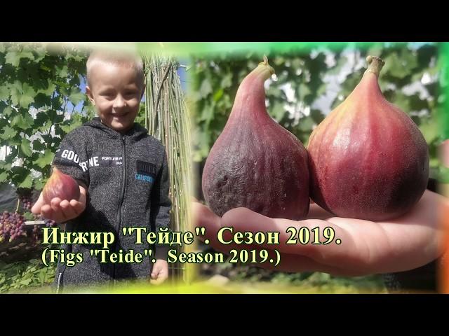 Инжир "Тейде". Сезон 2019. (Figs "Teide". Season 2019)