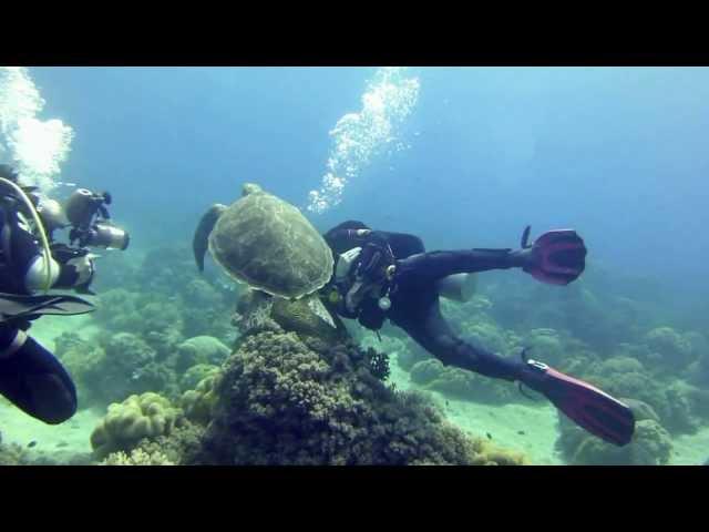 Дайверский балет...))) Wellbeach Dive Resort - Negros.