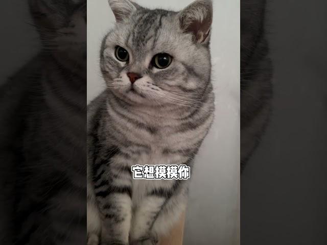 小猫