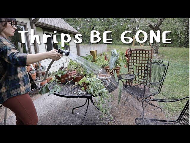 down with thrips!!! | treating my entire plant collection for thrips