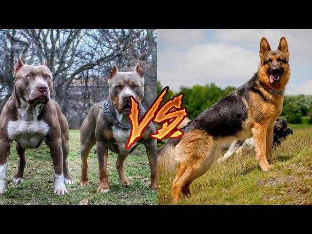 Питбуль против Немецкая овчарка. Pitbull vs German shepherd