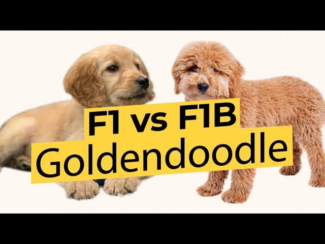 F1 vs F1B Goldendoodles - What's The Difference? 