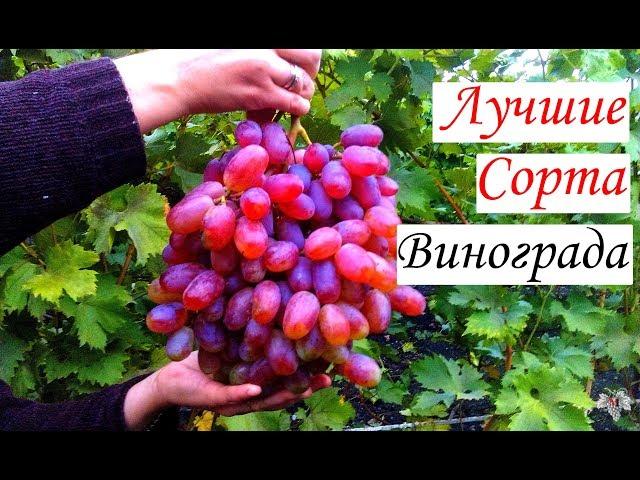 Самые лучшие сорта винограда