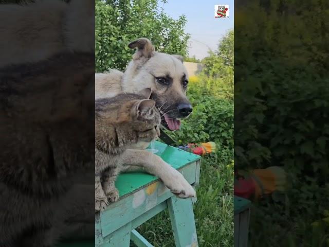Вечером на лавочке Бакс и Вербуся ️
