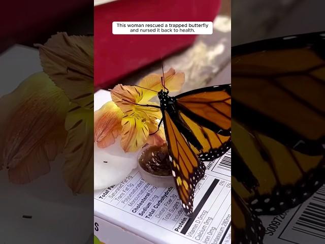 This woman rescued a trapped butterfly and nursed it back to health. #animalshorts #shortvideo