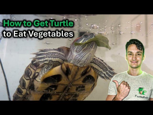 Feeding Vegetables to Turtles: How to Get Your Turtle to Eat Vegetables