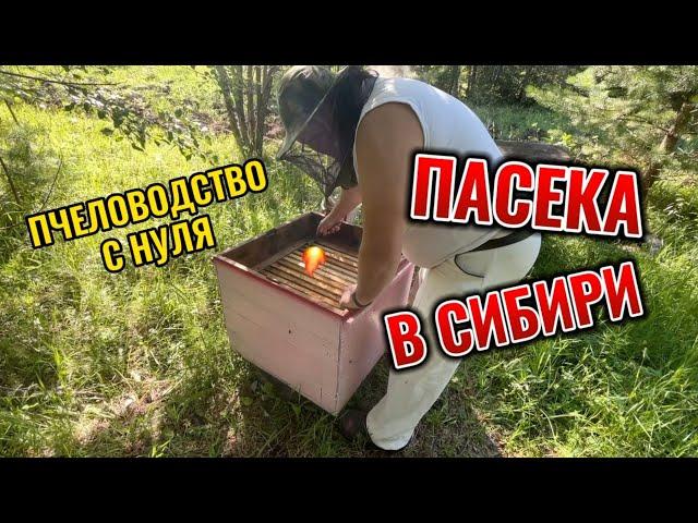 Пчеловодство с нуля. Пасека в Сибири