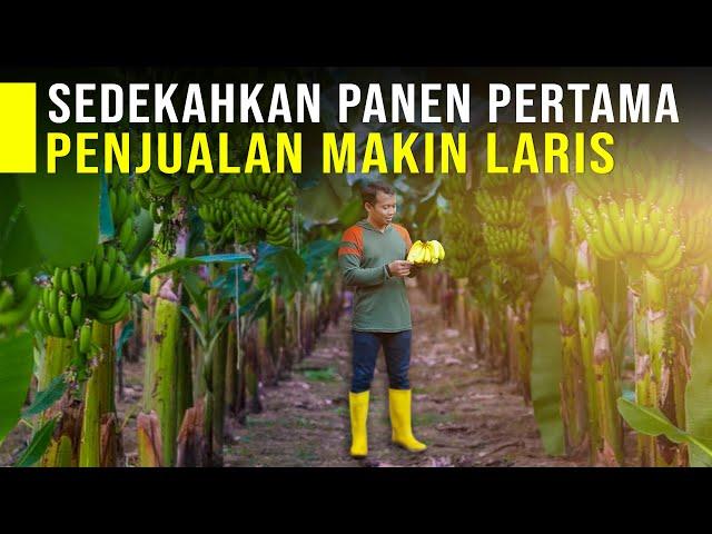 Sedekahkan Hasil Panen 1 Ton Pisang Cavendish Jadi Pintu Rezeki Penjualan Makin Laris