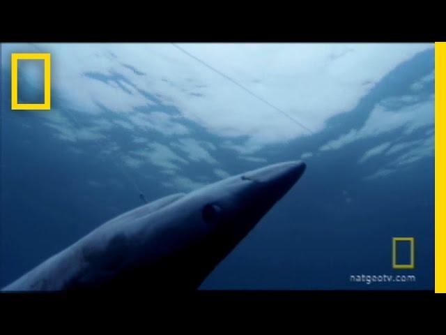 Shark Fin Soup | National Geographic