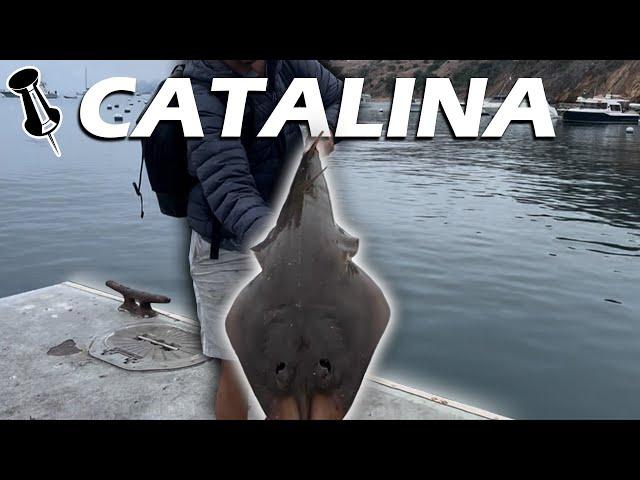 GIANT Shovelnose Guitarfish!: Dock Fishing Catalina Island