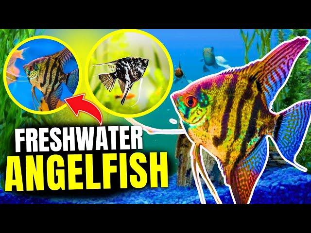 How to Keep Freshwater Angelfish (Care Guide, Tips, & Tricks)