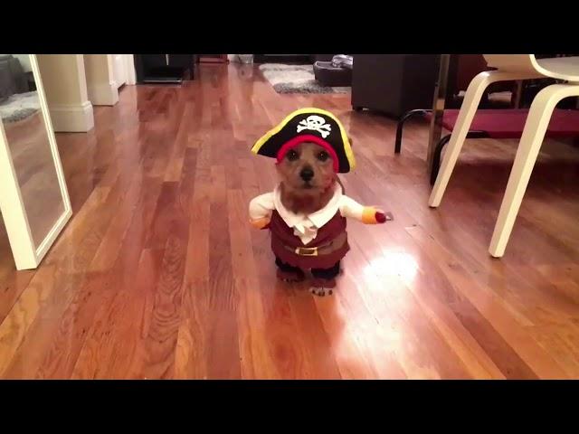 Caribbean Pirate Costume