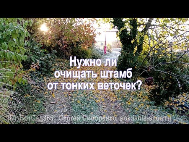 Нужно ли очищать штамб от тонких веточек?