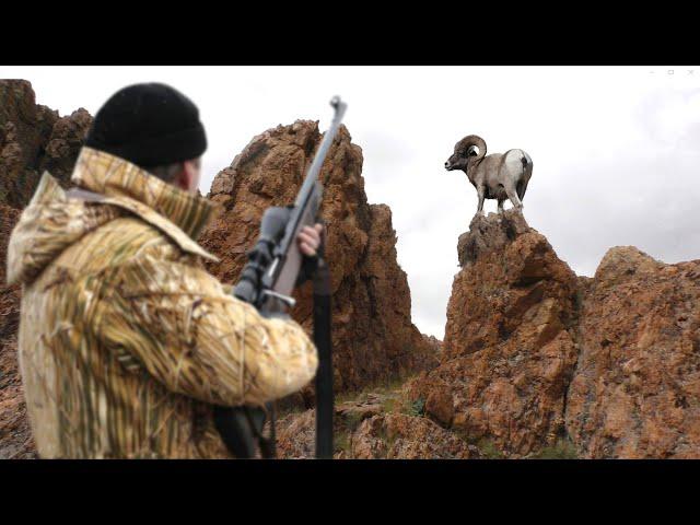 Алтайский горный баран. Аргали - самый крупный баран в мире. Argali. Altai Republic. Siberia.