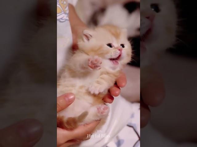 可爱小猫  #256 #小猫 #宠物 #猫短视频 #小猫们 #病毒视频