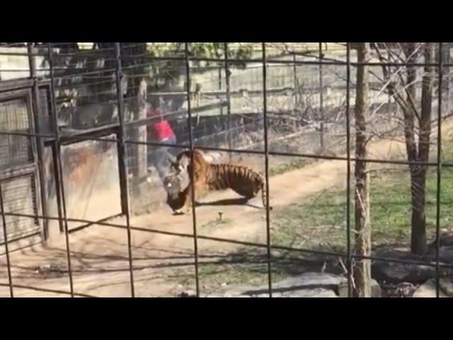 Woman Climbs Over Tiger's Fence at The Zoo To Get Her Hat Back