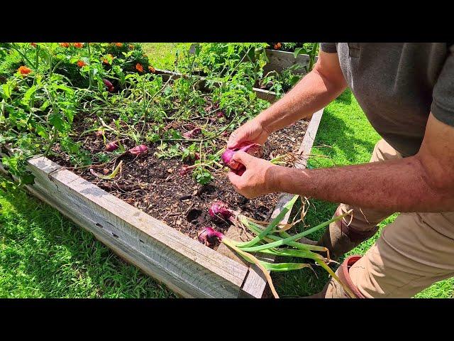 Harvesting Red Onions from the Homestead Garden