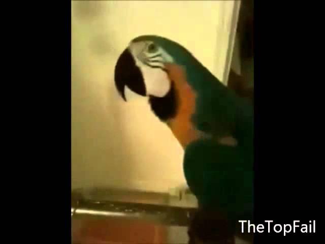 WTF parrot