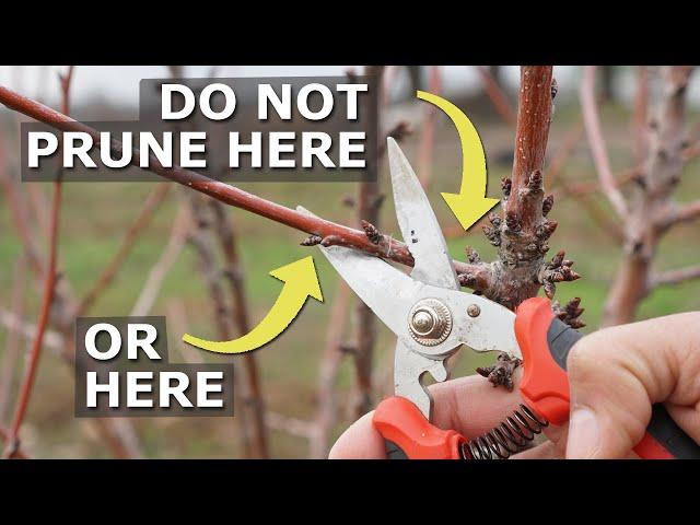 Prune Like This! Don't Kill Your Trees!