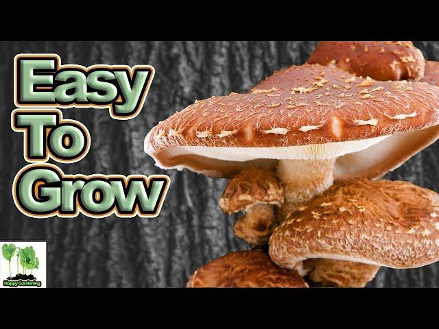 Growing Mushrooms On Logs  - Everything You Need To Know