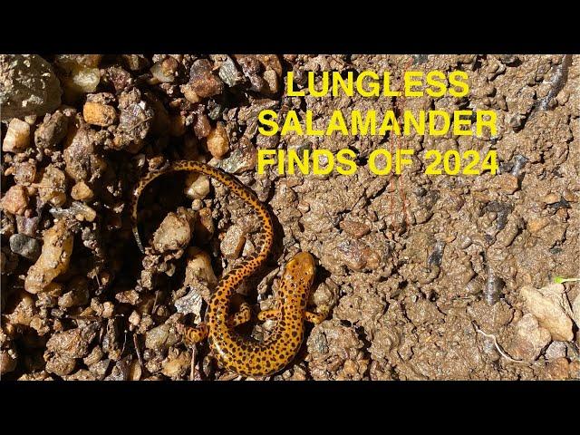 Lungless Salamanders found in 2024 ( 7 Species )