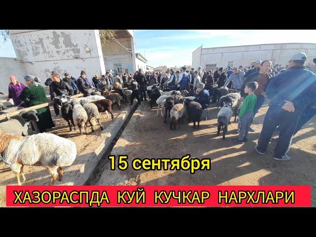 КУЙ КУЧКАР НАРХЛАРИ ХАЗОРАСПДА 15 СЕНТЯБРЯ 2024.Г