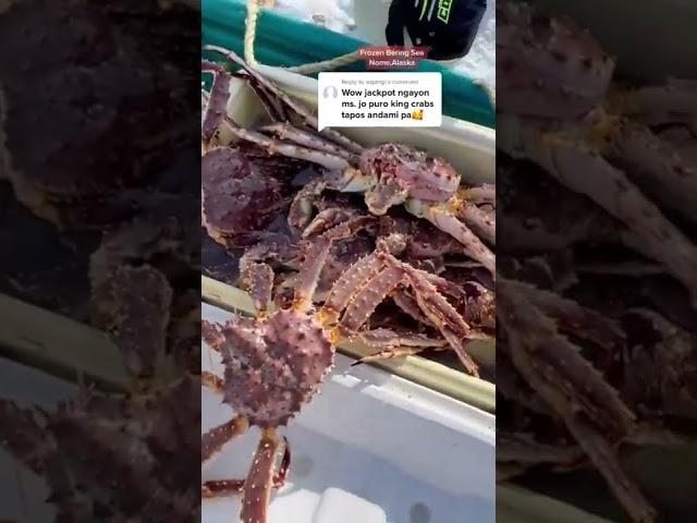 Alaskan king crabs in Nome,Alaska #youtubeshorts #alaska #kingcrab #shorts #pinayinalaska #pinay