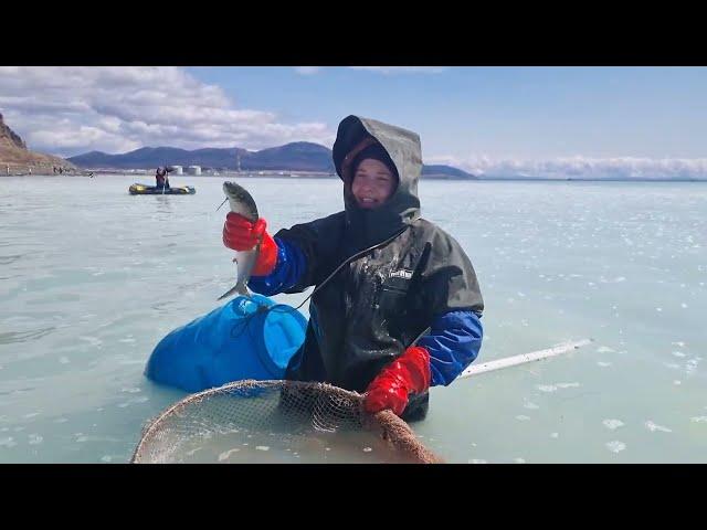 НЕРЕСТ СЕЛЕДКИ-НА САХАЛИНЕ-  ШОК ЖЕНА  ТАКОГО  ЕЩЁ НЕ ВИДЕЛА .HERRING SPONGE