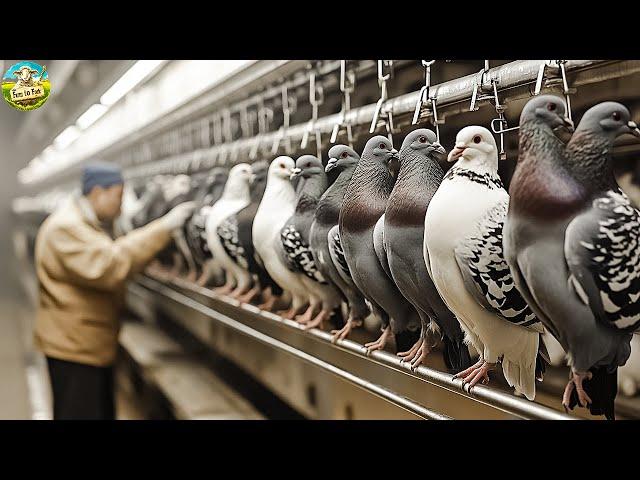 How Farmers in  Raise Thousands of Pigeons Every Year | Modern Pigeon Farm | Pigeon Farming️