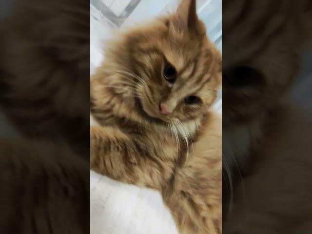 котище #catcat #cat #cuteanimal #юмор #cutecat #кот #cutekitty #лайк #котик #cuteanimals